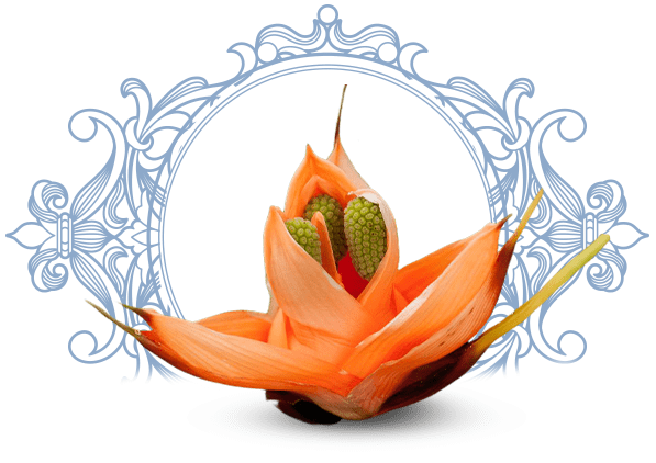 Kewda flower